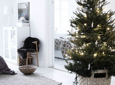 Живые датские ёлки на новый год, как сохранить их навсегда?