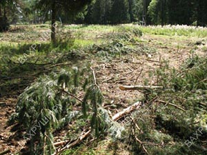 На улице 40 лет Октября бурными темпами идут благоустроительные работы. Правда, при этом вырубаются кустарники и деревья.
